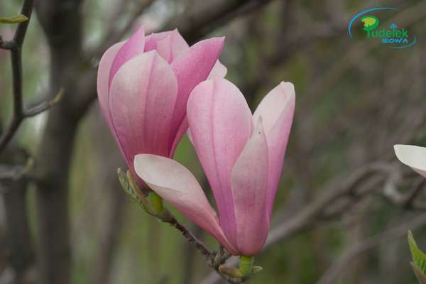 Magnolia Heaven Scent